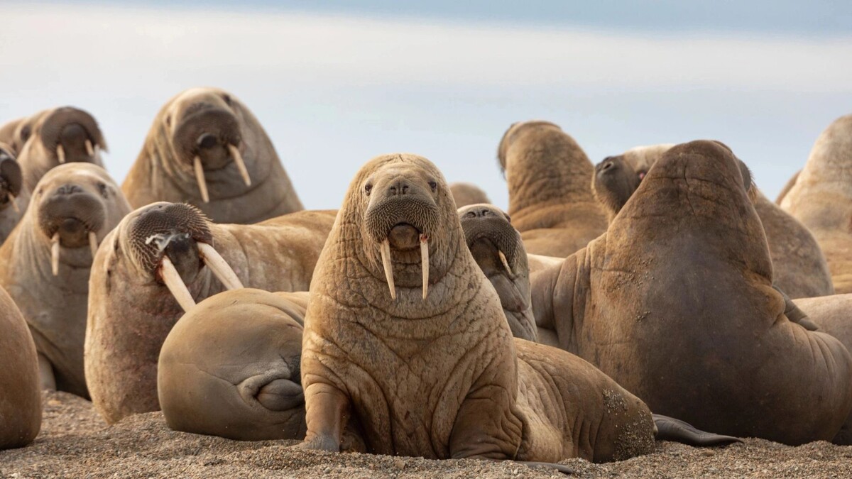    Фото: Zaruba Ondrej/Shutterstock/Fotodom