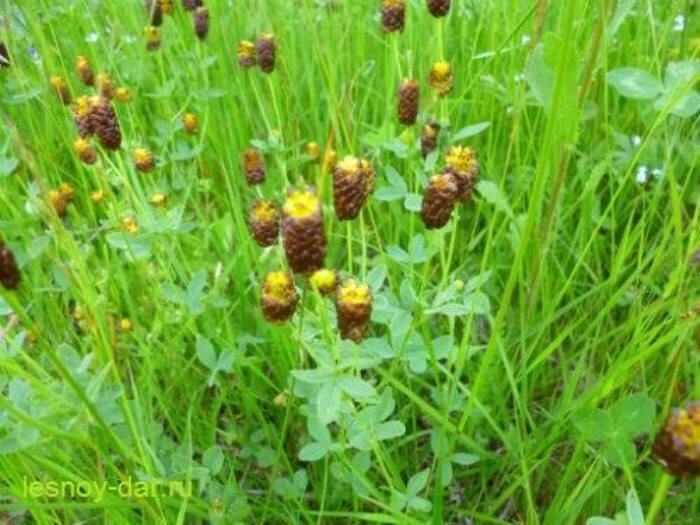 Клевер каштановый в июле (фото с блога "Лесная кладовая")