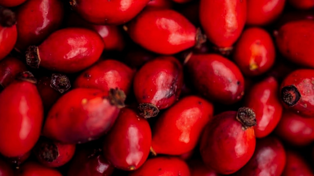 Ягода шиповник