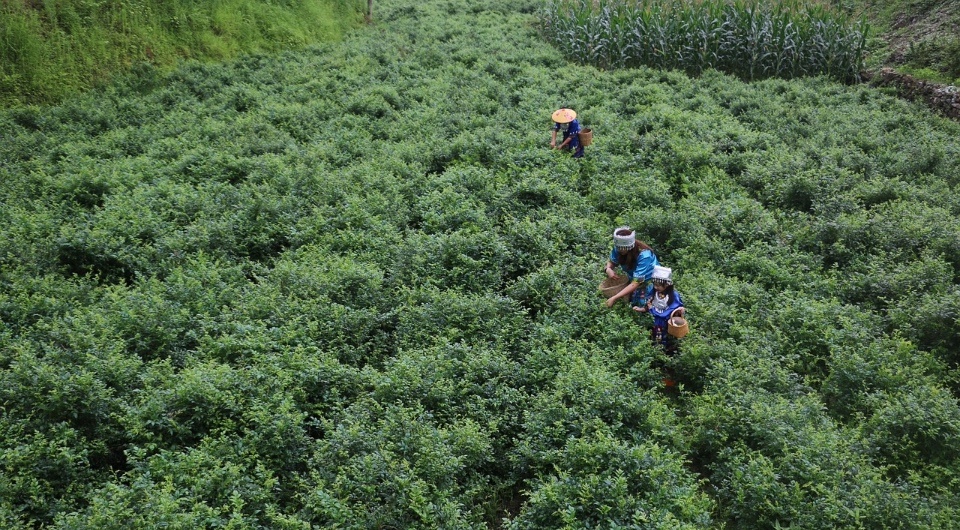   we-o_rd35roozacoybbg0c / Pixabay / CC0