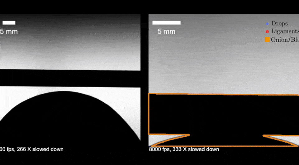   Sunghwan Jung et al. / PNAS, 2025