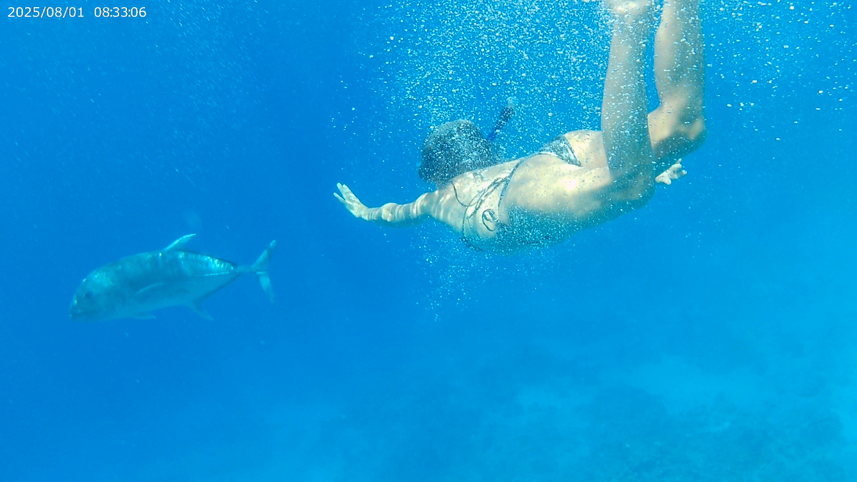 Неподалёку от кораллового рифа нашего отеля из глубины подплывали более крупные рыбы и,  поглядывая на занимающихся снорклингом туристов, медленно проплывали мимо. Бухта Шаркс Бэй, Шарм-эль Шейх, Египет - 2025.