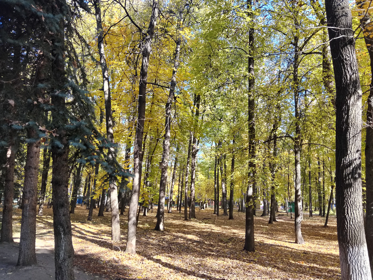 Фото автора на моей прогулке в парке