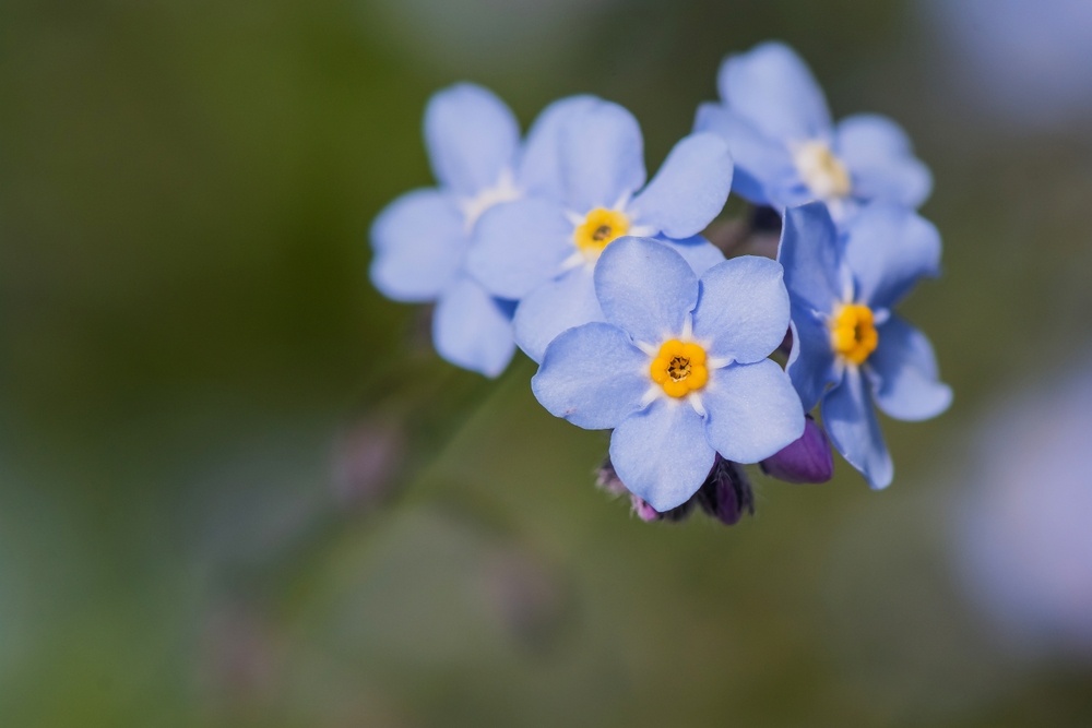 Golden Shark 2 / Shutterstock / FOTODOM📷Незабудка — символ Национального дня бабушек и дедушек в США