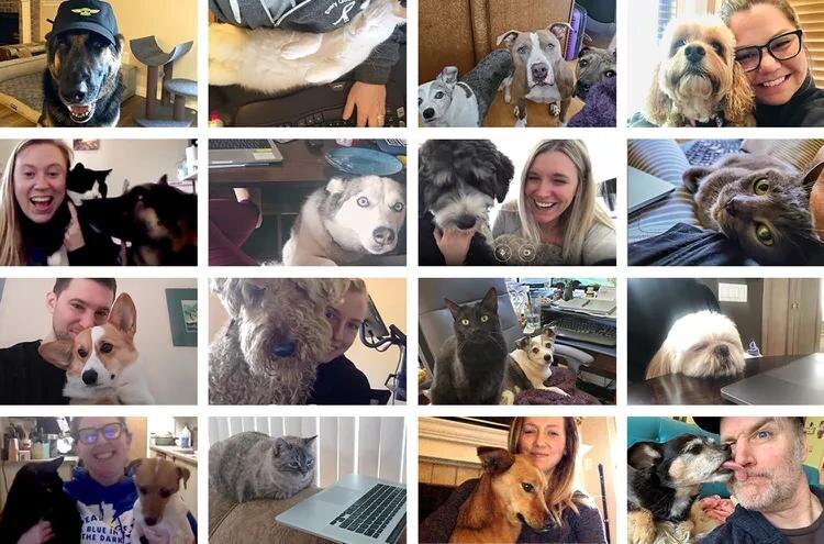 Питомцы в кадре