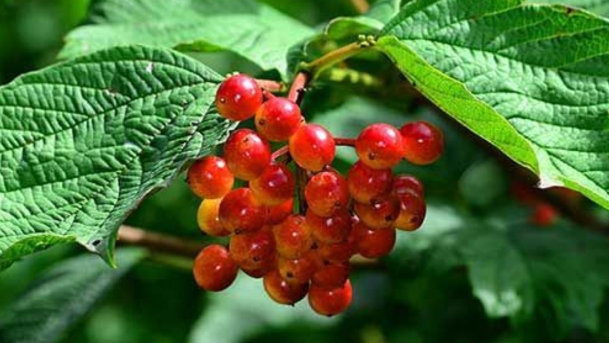 Ягода калина