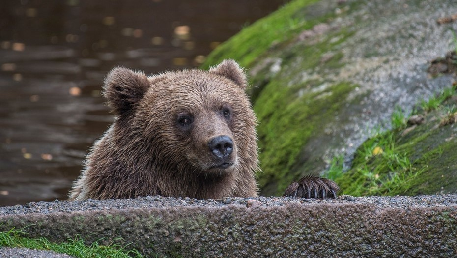 Фото:  ahtarizoo.fi