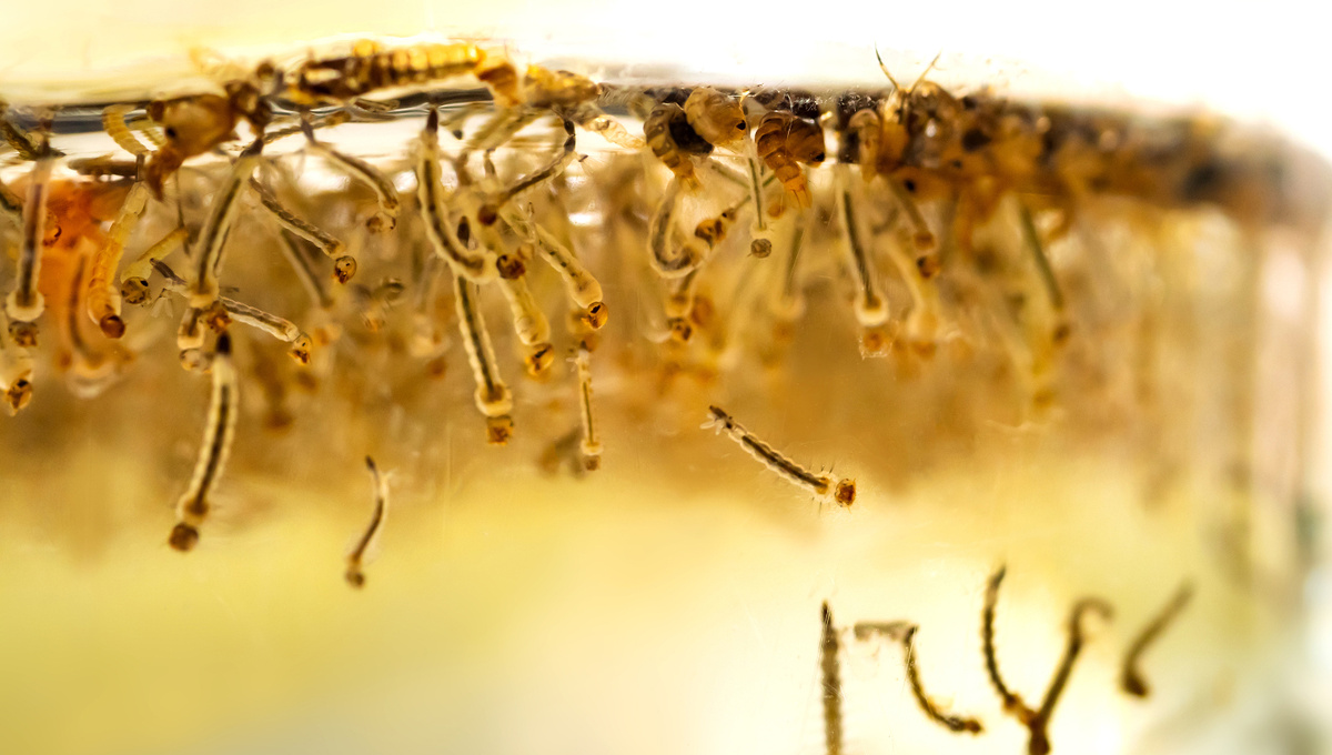     Фото: Thammanoon Khamchalee/Shutterstock/FOTODOM Комары могут провести зиму в виде личинок, которые при понижении температуры впадают в состояние диапаузы и продолжают развиваться только после того, как вода прогреется