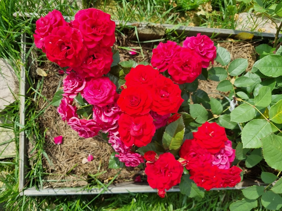    Раньше боялась черенковать розы осенью: попробовала этот метод — и теперь у меня целый розарий из одного куста