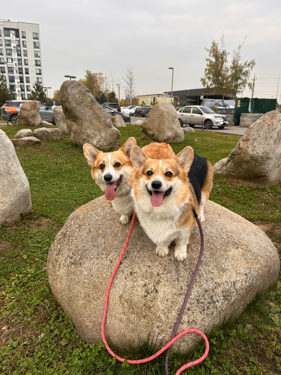 На прогулке! 🐾