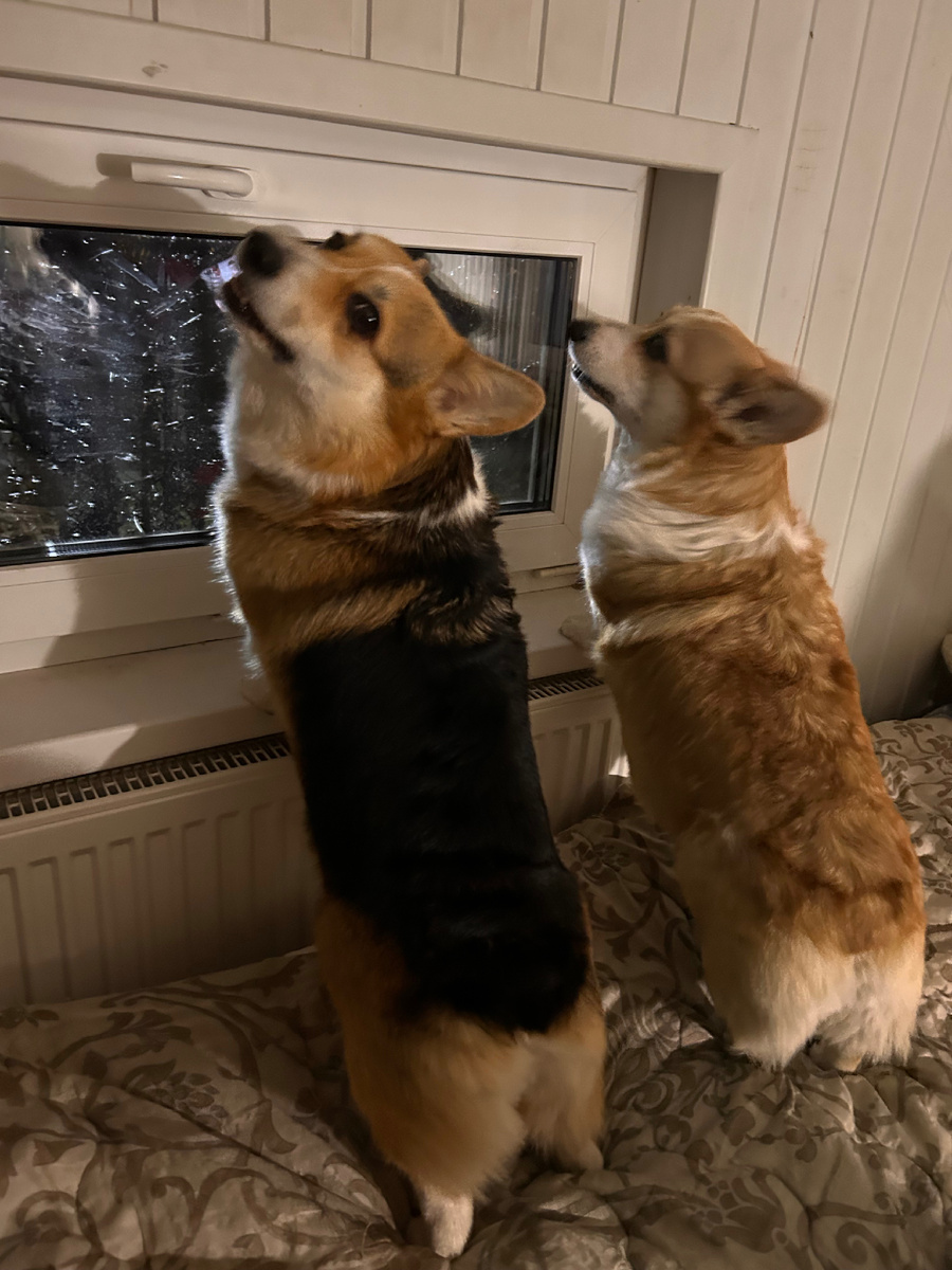 Сестрички недовольны погодой! ☔️