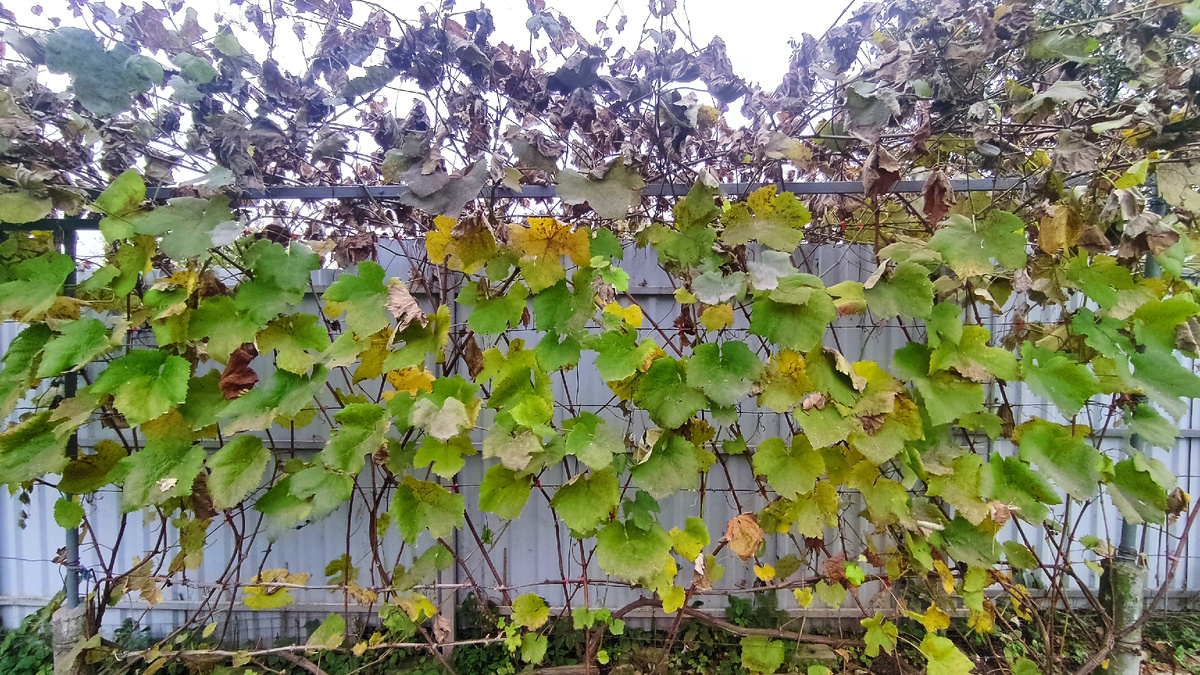 Виноград до осенней обрезки