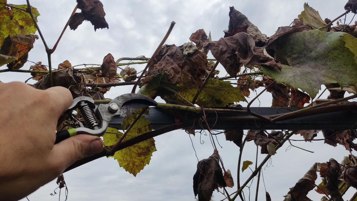 На первом этапе я вырезаю всю "траву". Это зеленые невызревшие побеги, слабые лозы, тонкие и кривые лозы, и боковые пасынки.