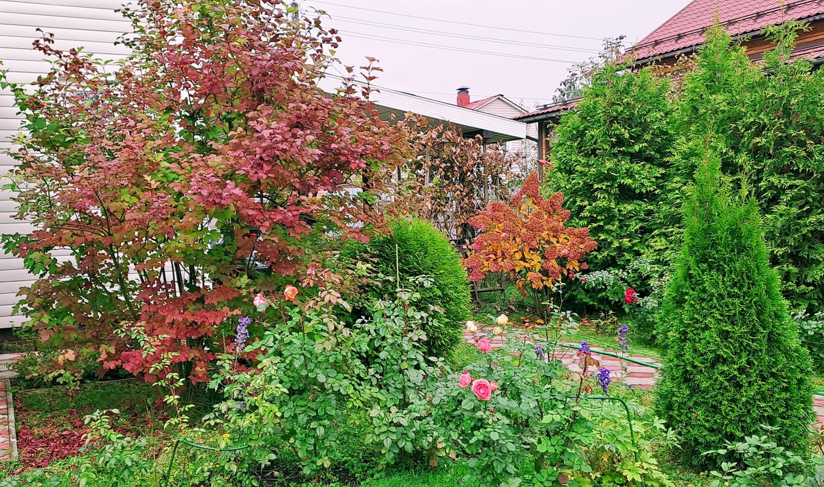 Калина Бульденеж  в осеннем саду выделяется своим изысканным нарядом