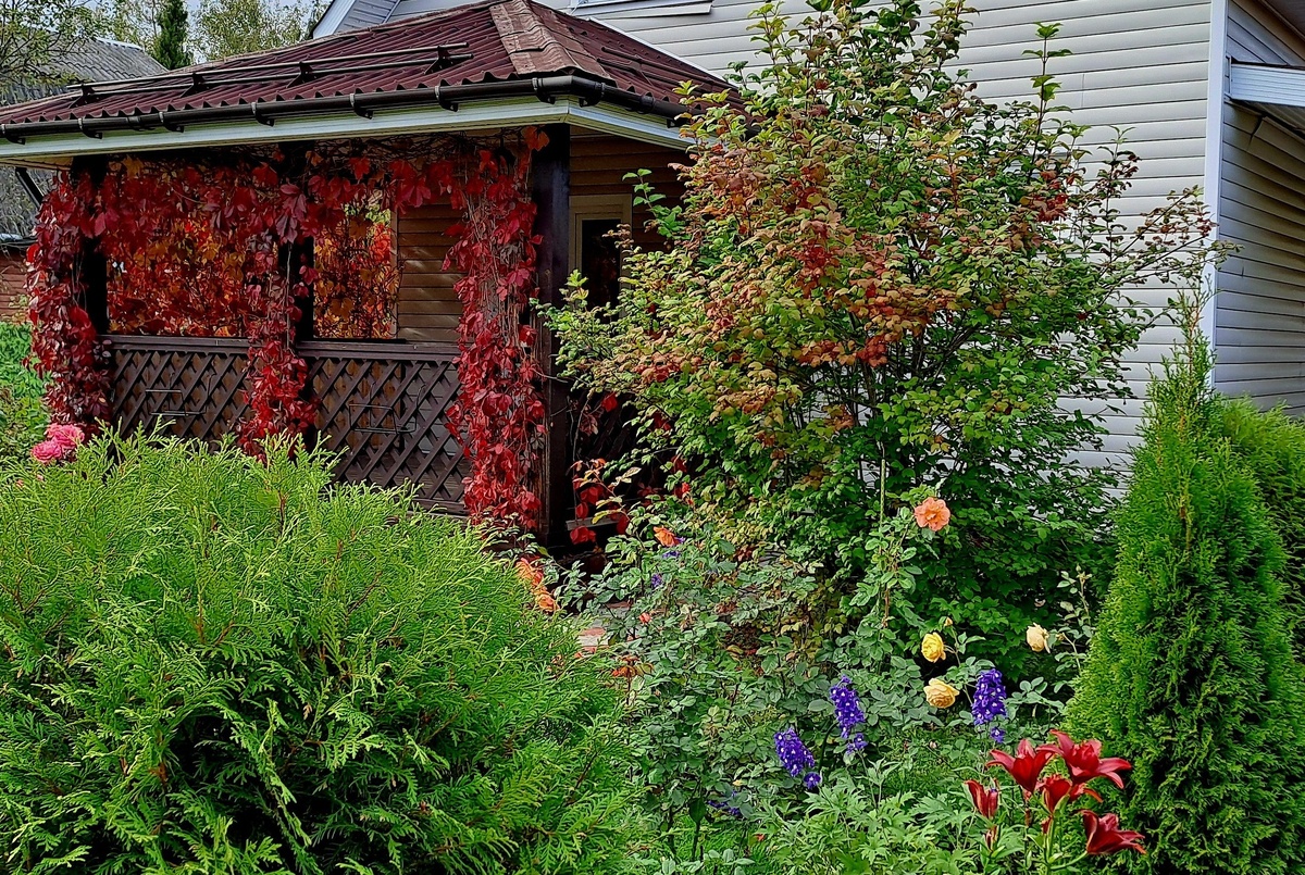 Девичий виноград в своем ярком осеннем одеянии