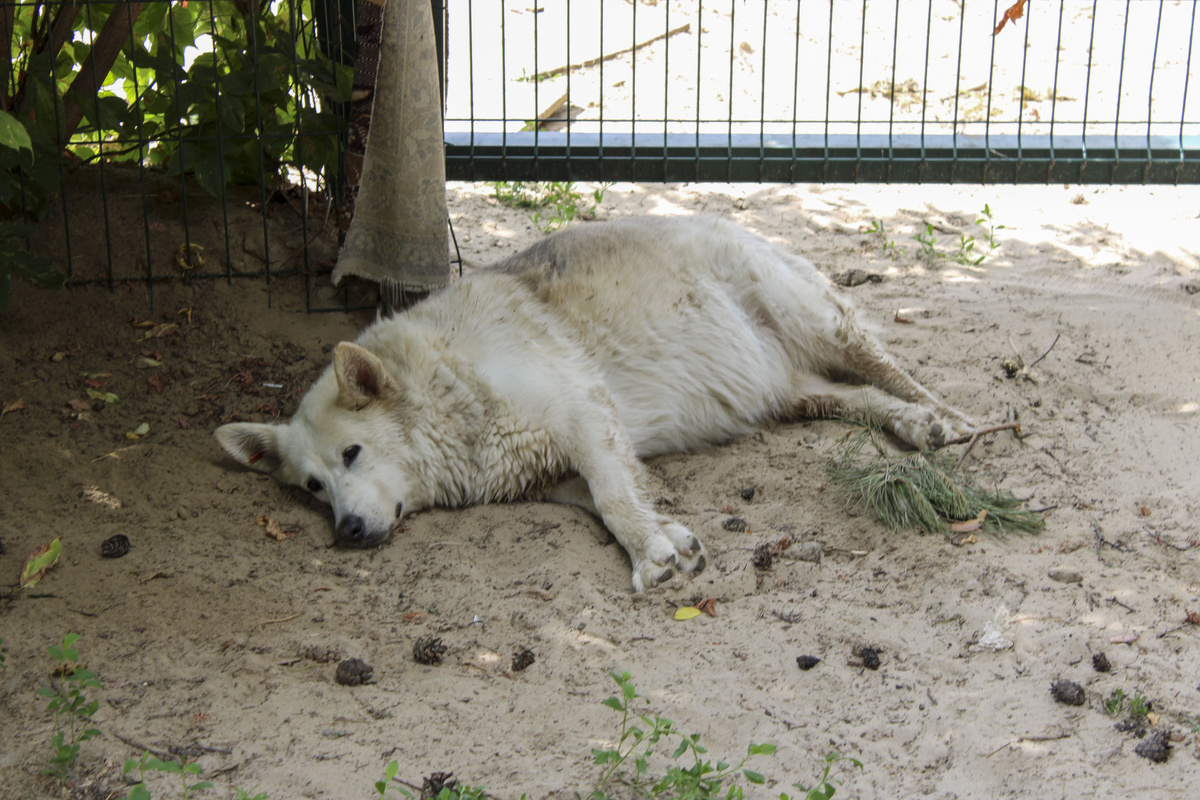 Помощь приютам уже оказывается в виде компенсаций коммунальных расходов.  Фото: Фото: ФедералПресс / Ксения Кобалия