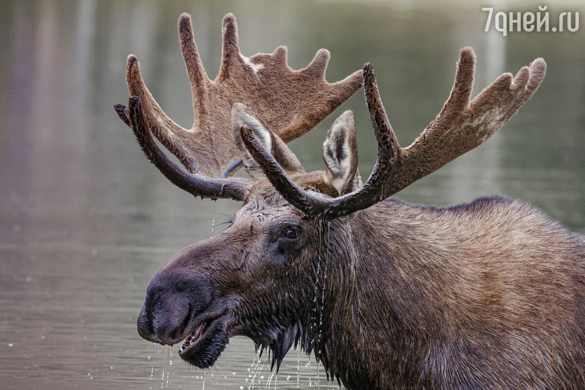    К чему снится лось 123RF/legion-media.ru