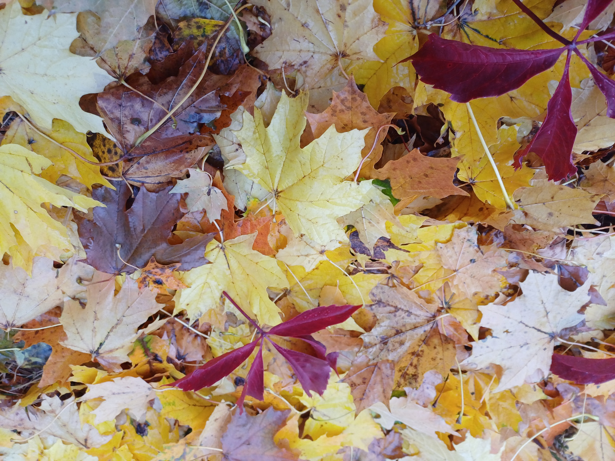 Этой листвой я  вдохновлялась с самого утра. фото автора. 