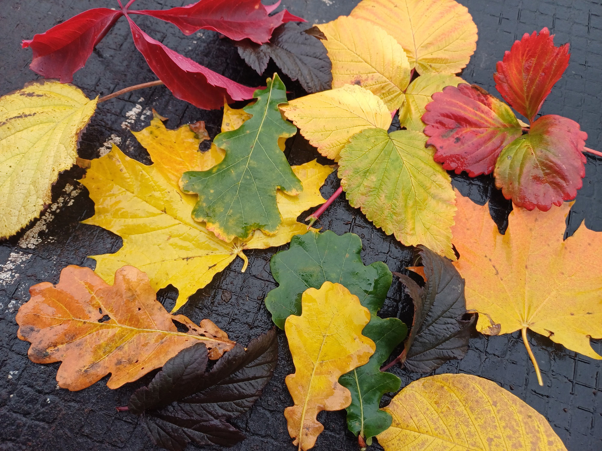 Разложенные листики на резиновом коврике. Фото автора