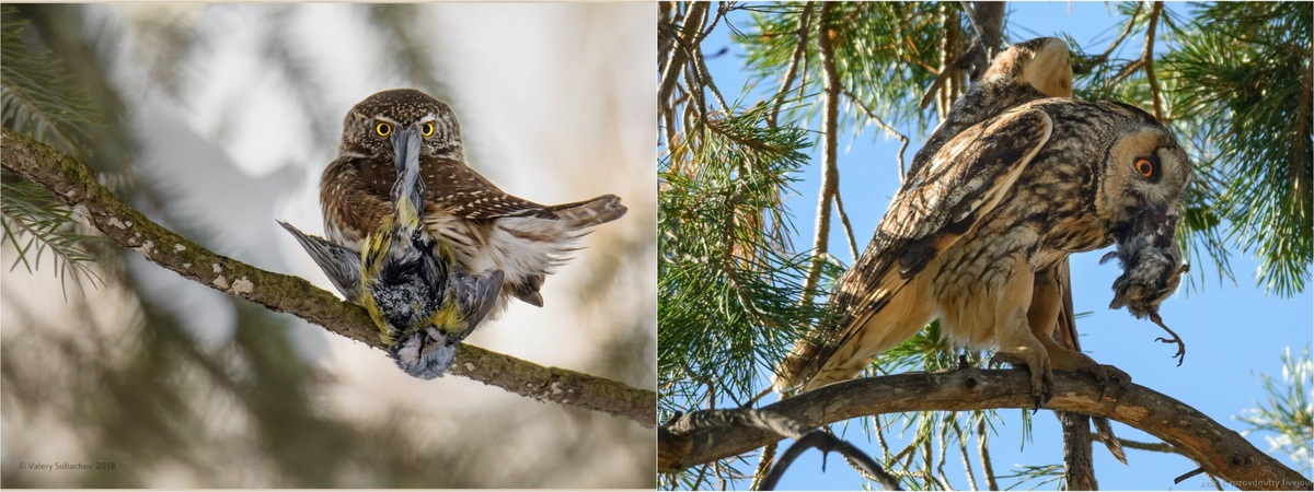    Воробьиный сыч и ушастая сова с добычей. Источники изображений: infocream.ru, technoresource.ru