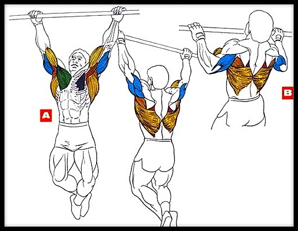 Подтягивания. Техника и "рабочие" мышцы. 