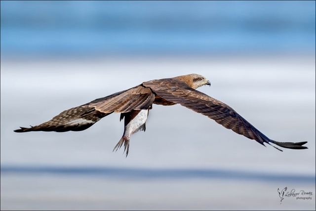    Коршун украл рыбу у фотографа в нацпарке КарелииНациональный парк «Водлозерский» / Роман Лобанов