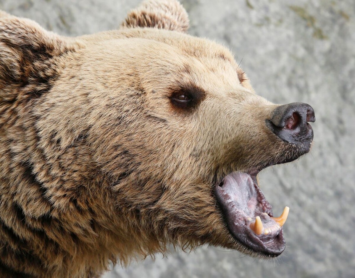     / Источник: © Martin Siepmann/Global Look Press