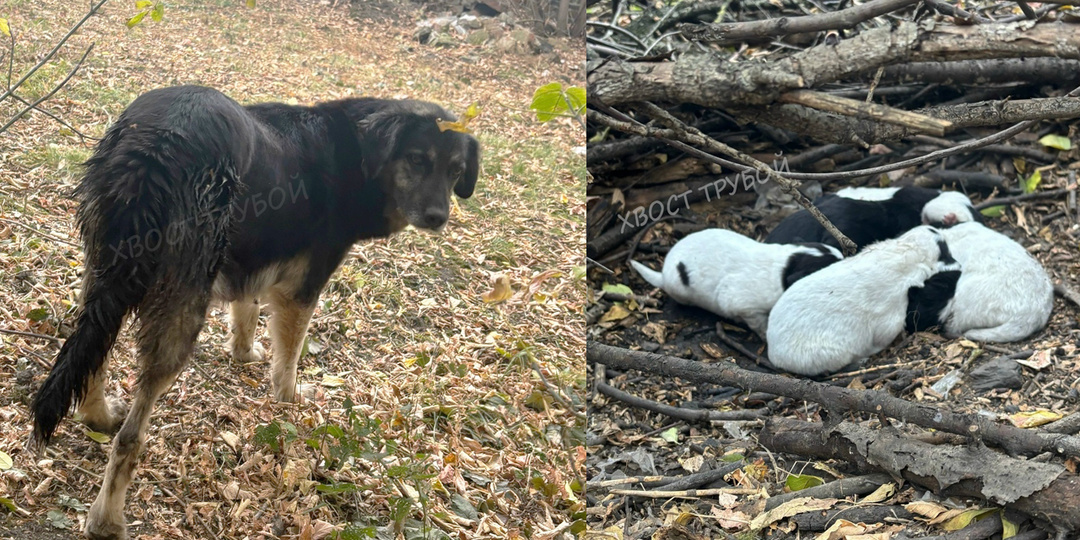Собака, еле держась на лапах, привела к щенкам, рожденным в куче веток.