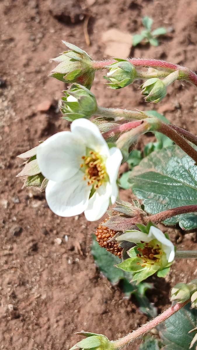 Фото автора. Клубника ремонтная. 