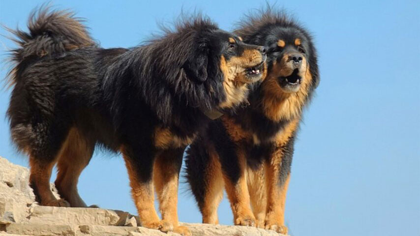 Бурят-монгольский волкодав