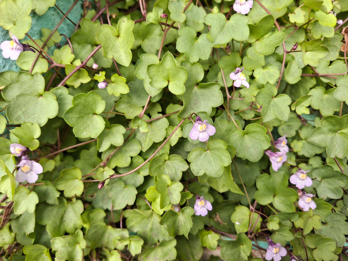 Фото автора канала. Вот такие цветочки цветут на крыльце школы. Причём земли как оказалось им мало надо))