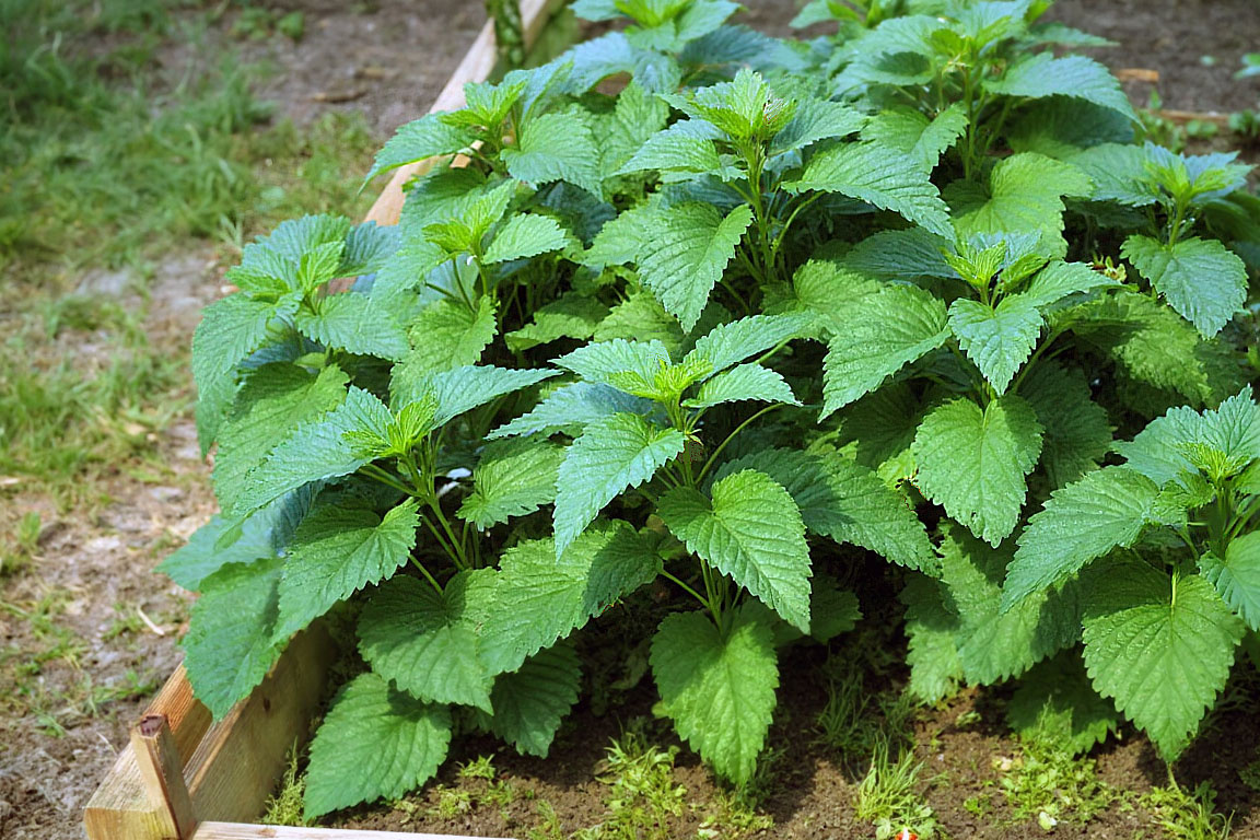 Когда-то я видела в крапиве только сорняк - теперь это мой союзник.