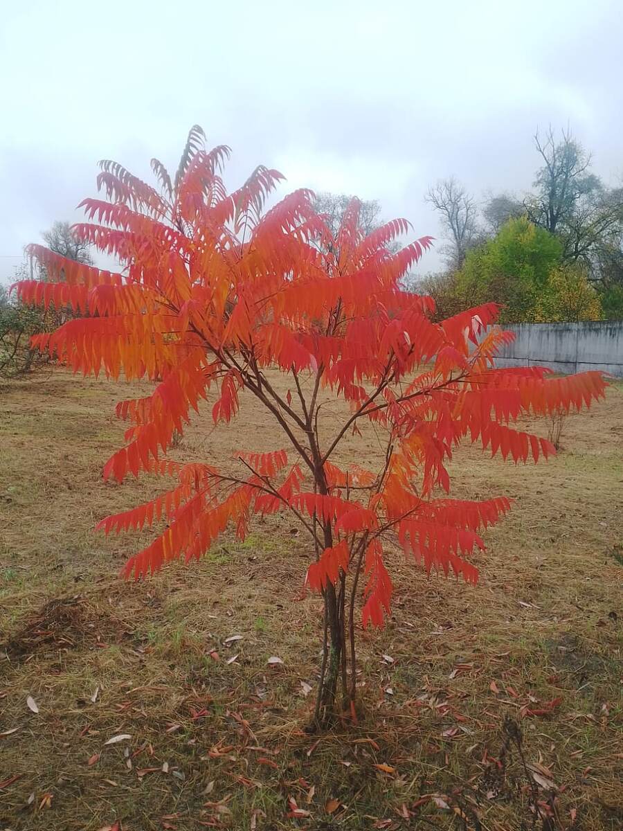 Красивый окрас уксусного дерева