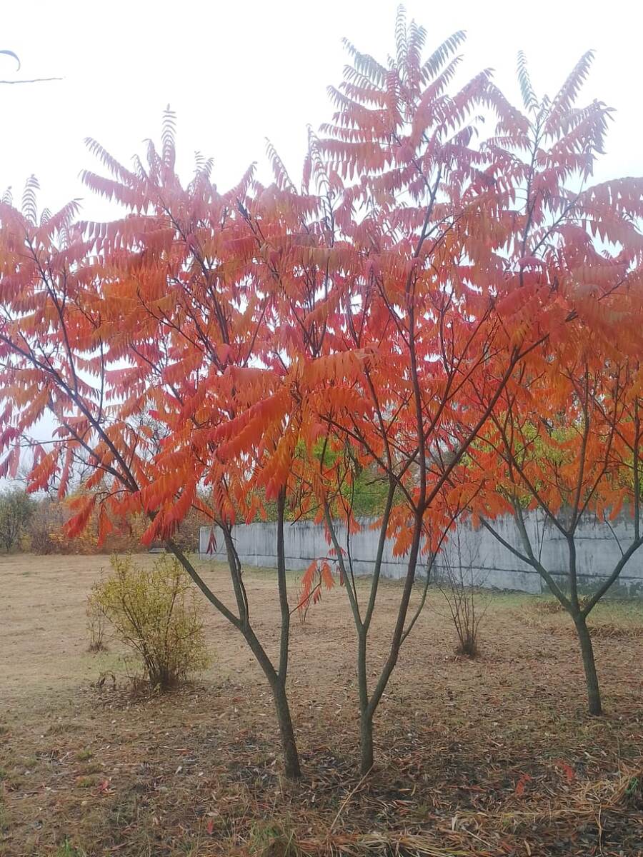 Молодые уксусные деревья в осенних красках