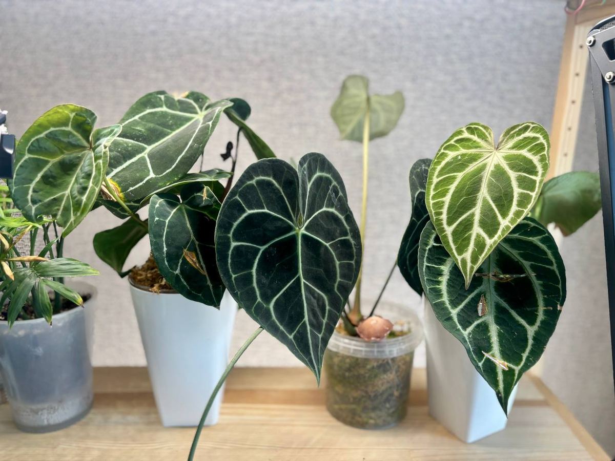 Вот он на фото слева