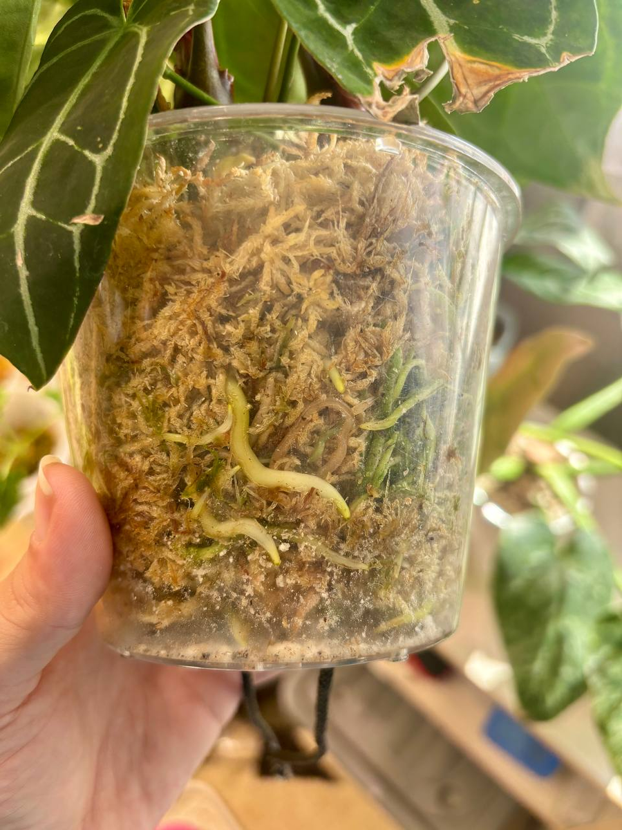 Антуриум Кристалим. какие корни были.