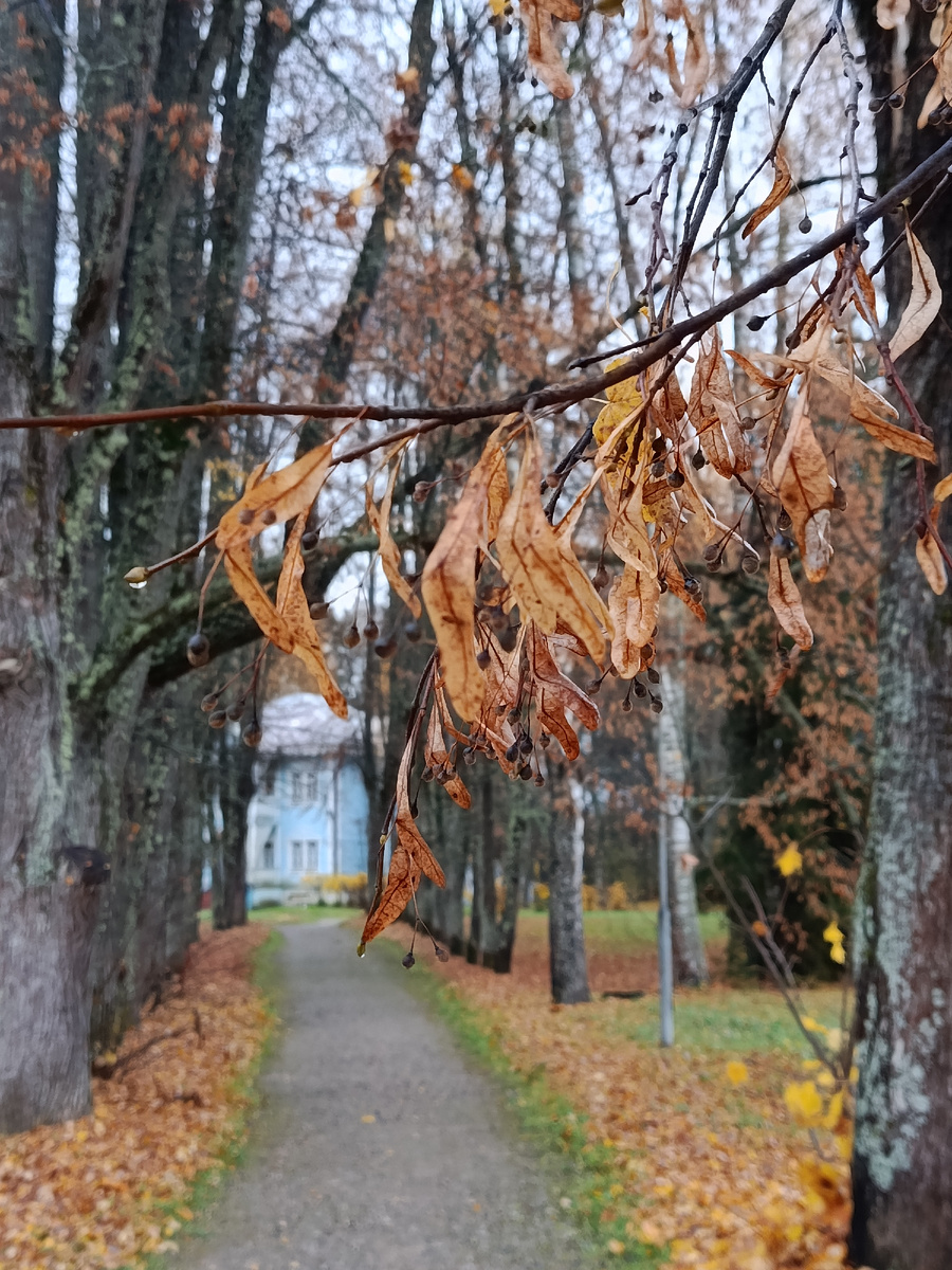 Фото автора, аллея в парке Щелыково