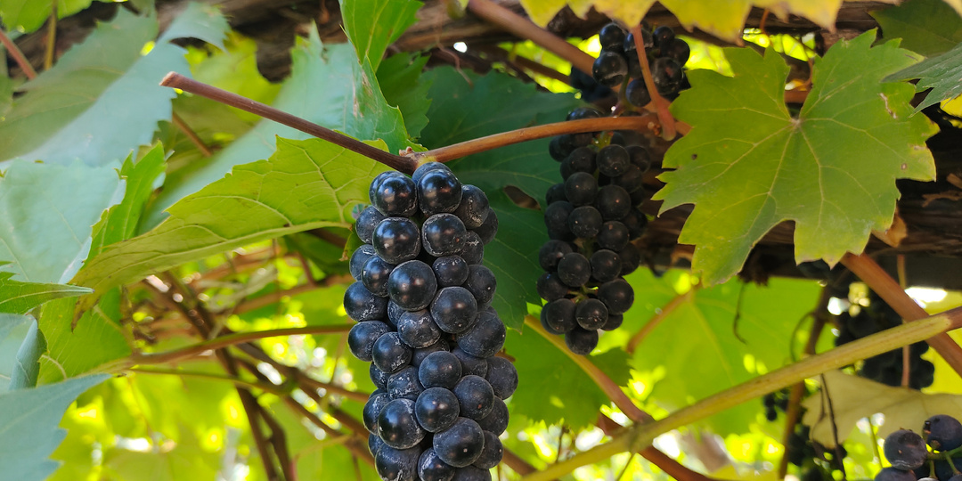 ВИНОГРАДНЫЕ РУКАВА или жизнь всегда права!