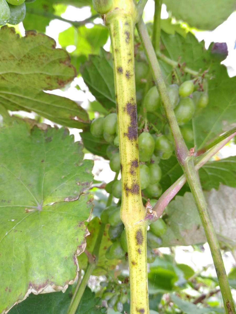 Оидиум/мучнистая роса винограда  на вызревающей лозе 