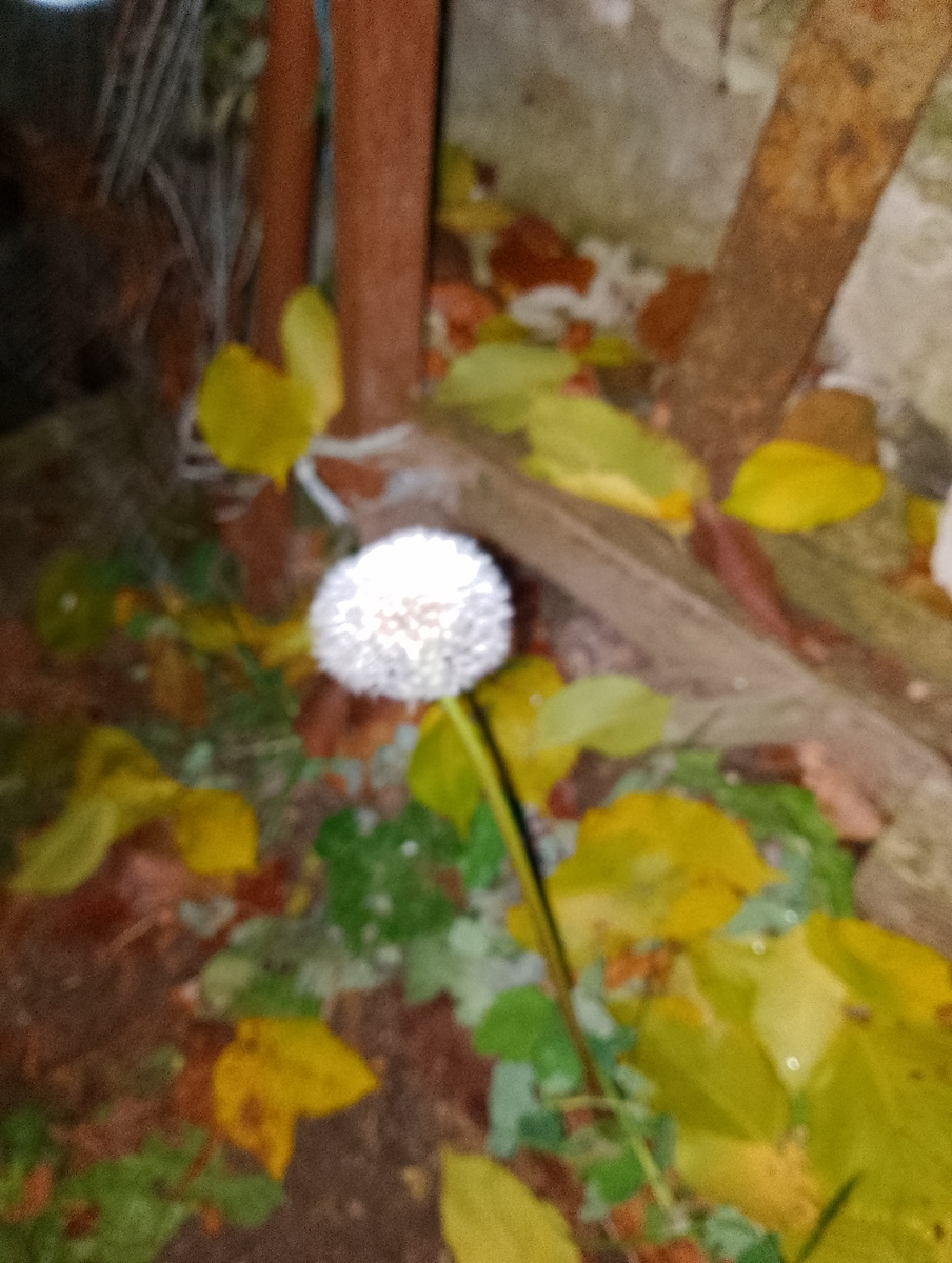 Ночной кадр со вспышкой.