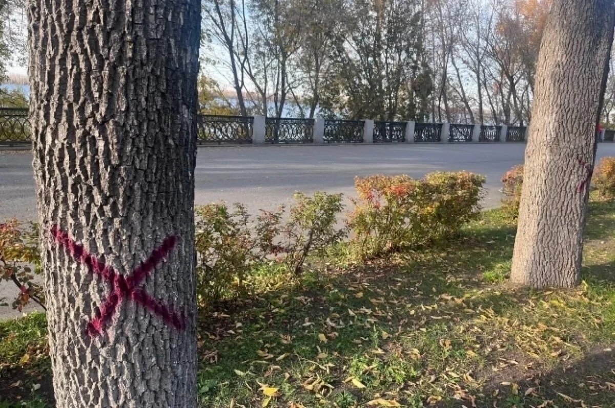    Мэрия Самары прокомментировала вырубку деревьев на набережной