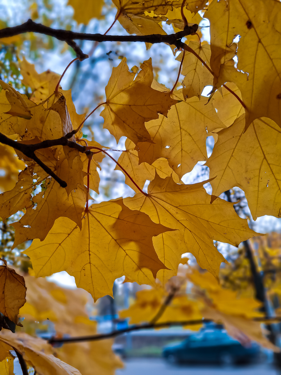 Золото осени