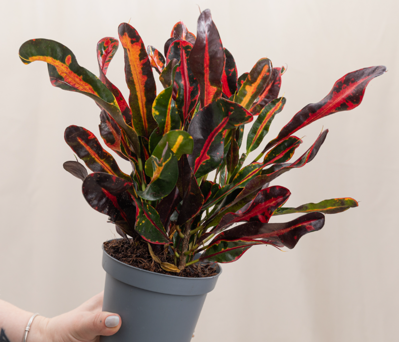 Кодиеум пестрый уход в домашних условиях