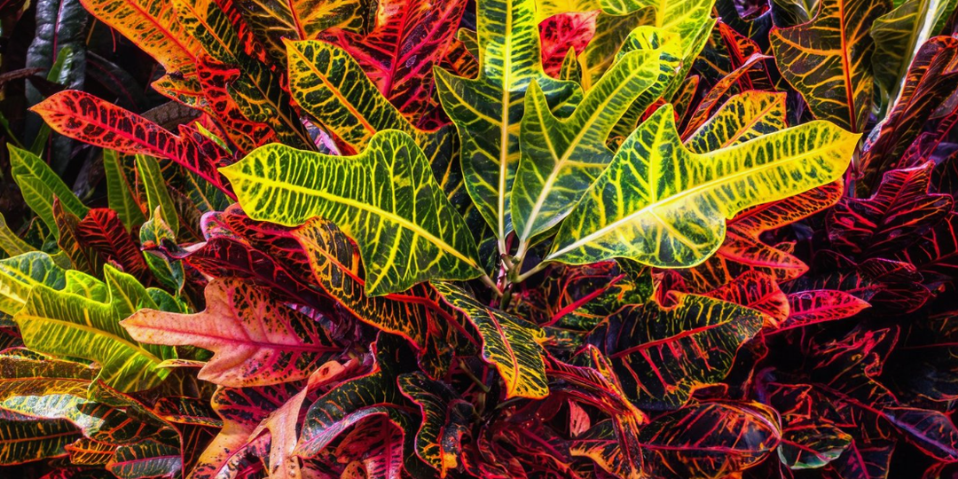 Кодиеум пестрый уход в домашних условиях. Кодиеум пестрый цветок.