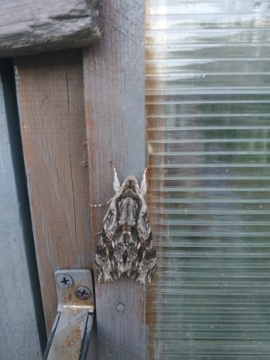 Насекомые Себежа
Фото: Галина Сенькова