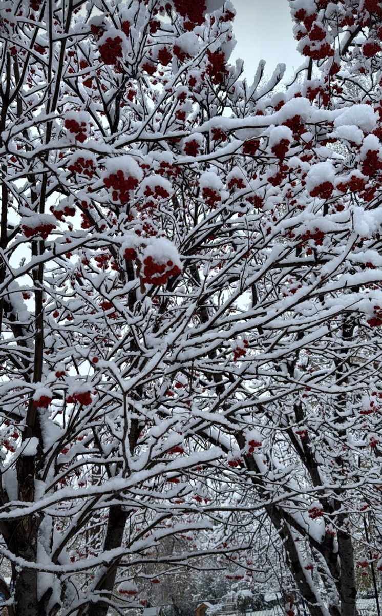 Новосибирская область 10.10.2025, фото от близких 🤍