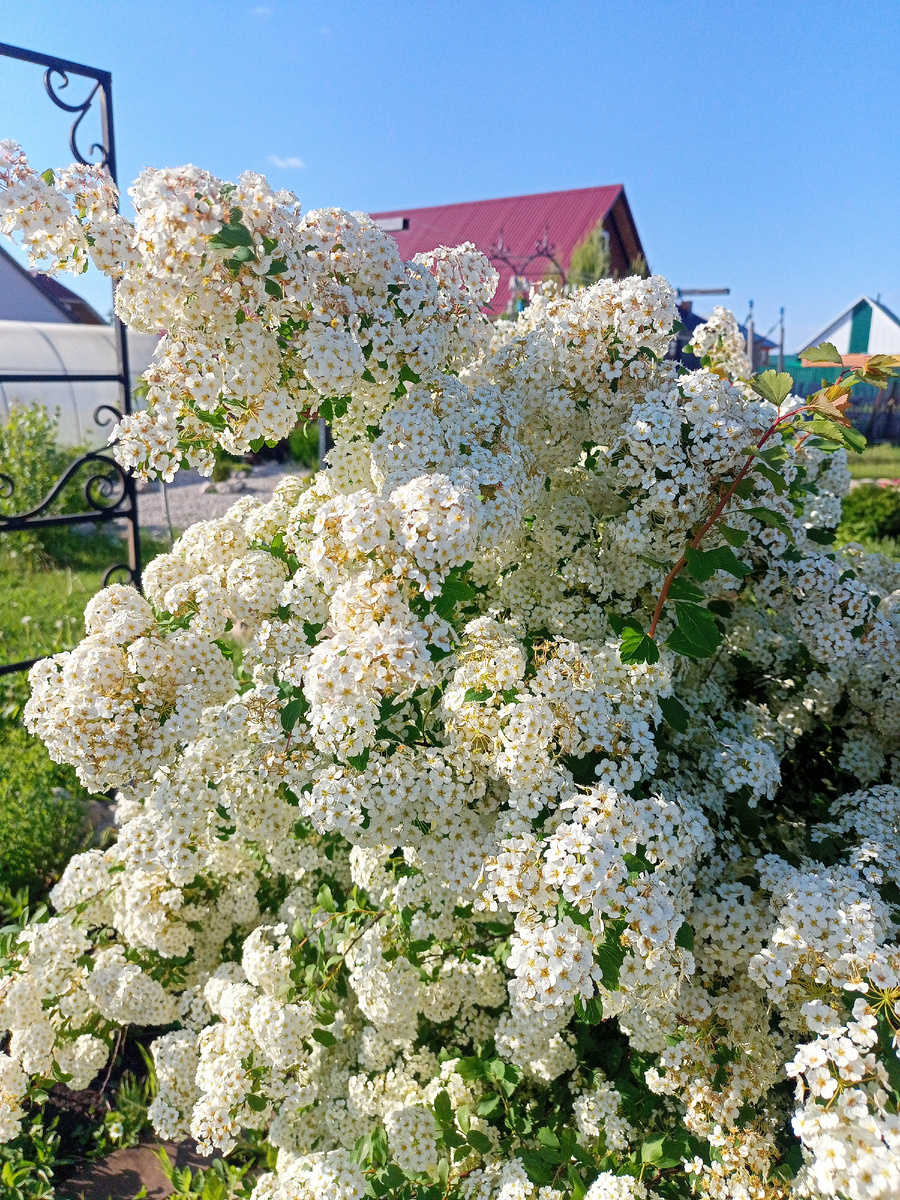 Цветёт так, что не видно листьев 