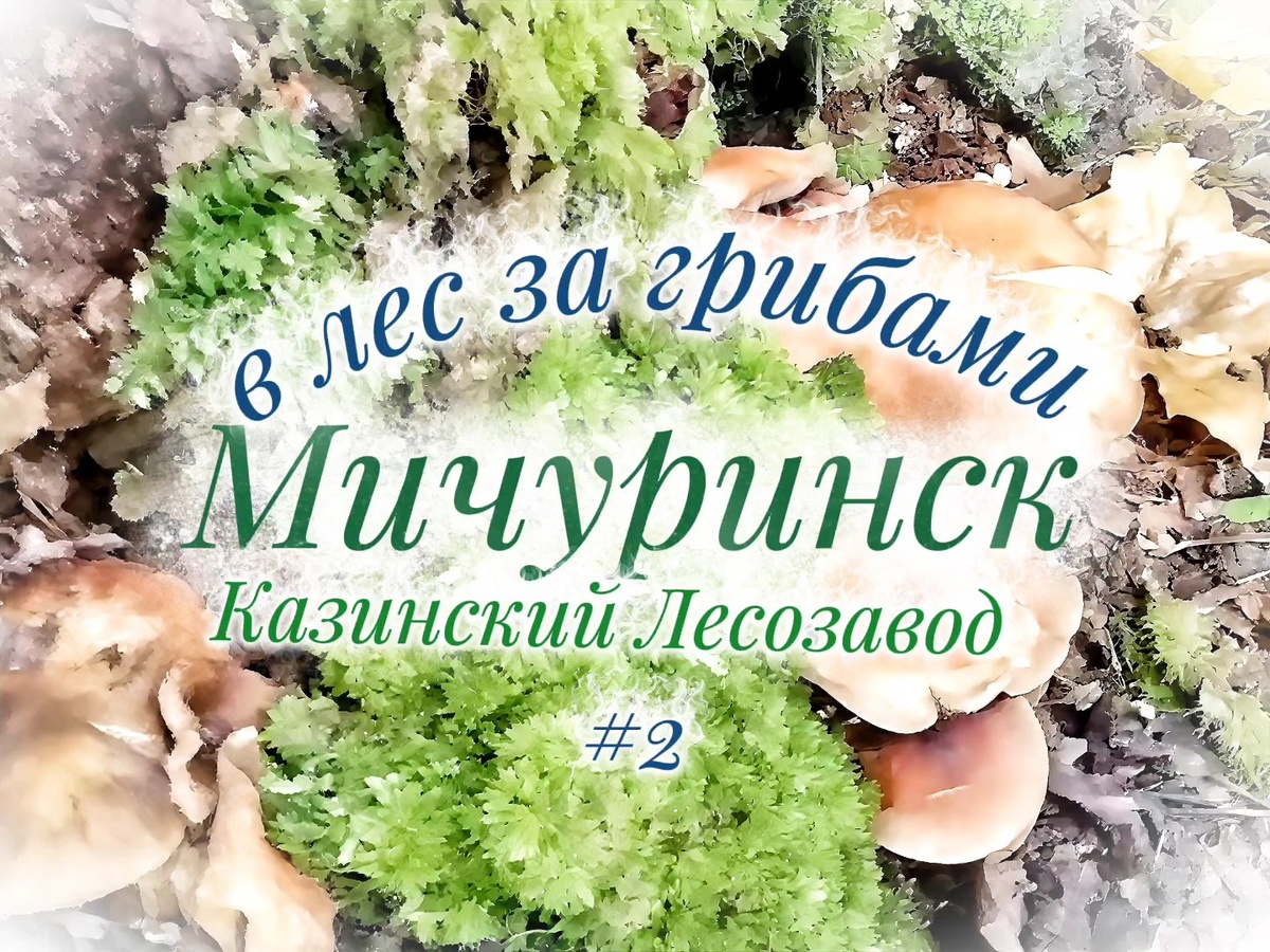  Опята на пне.