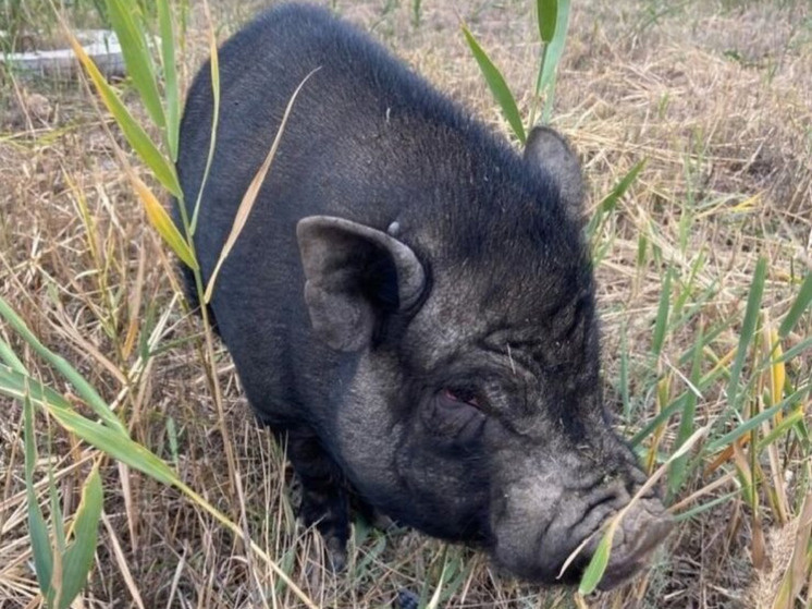   Центр реабилитации диких животных «Птичий остров»