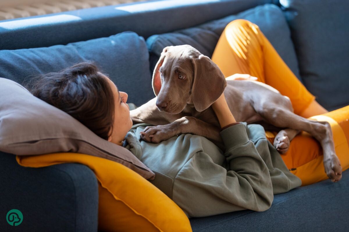 Собака лежит на хозяйке 